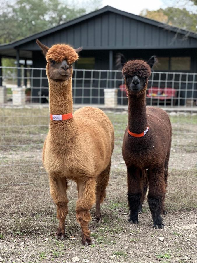 Relaxing Alpaca Ranch Mins From Downtown Wimberley Villa Esterno foto